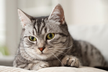 Grey striped cat lying on sofa, closeup