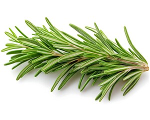 Fototapeta premium Fresh Rosemary Sprig Close-Up