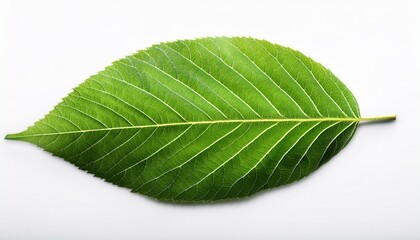 Obraz premium contrast green leaf isolated