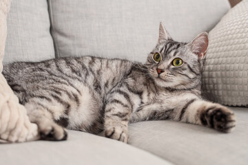 Grey striped cat lying on sofa
