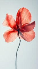 Red Petaled Flower on Soft White Background &ndash; Minimalist Botanical Beauty
