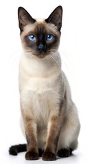 Siamese Cat With Striking Blue Eyes on a Transparent Background in Low Resolution Generative AI