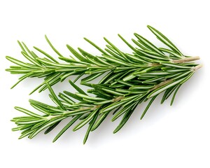 Fototapeta premium Fresh Rosemary Sprig Close-up
