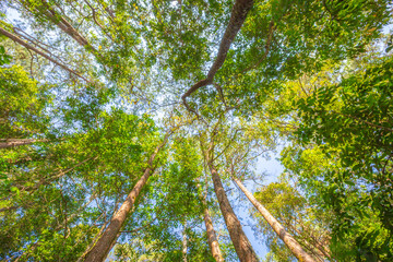 Tree in the forest when looking up. tall tree in the forest for background.