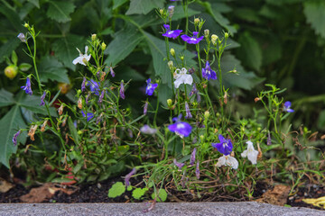 spring flowers in the garden