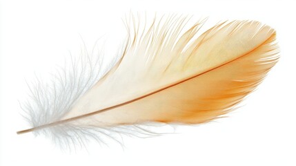 Obraz premium Delicate Orange Feather with Soft Textures on White Background
