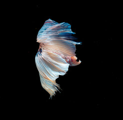 Fototapeta premium A Betta fish with a white body and vibrant blue, flowing fins stands out against a black backdrop, showcasing its elegance and striking contrast