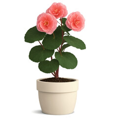 Naklejka premium Begonia in Clay Pot (Begonia x semperflorens-cultorum) A vibrant begonia with clusters of delicate flowers in pink, red, and white,