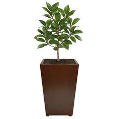Obraz premium Tea Plant in Large Wooden Planter (Camellia sinensis) A tea plant with glossy, dark green leaves, housed in a large