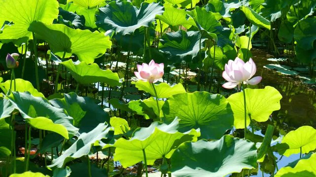 日本、大阪、萬博公園、蓮、蓮池、花、水塘、綠色、秋景