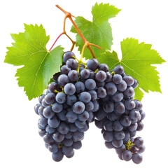 Obraz premium Luscious Grape Clusters: A close-up shot showcases plump, juicy black grapes, intertwined with vibrant green leaves, creating an inviting image of freshness and abundance. 