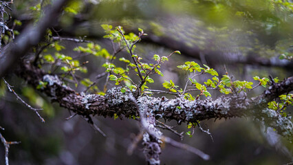 Spring In The Forest.