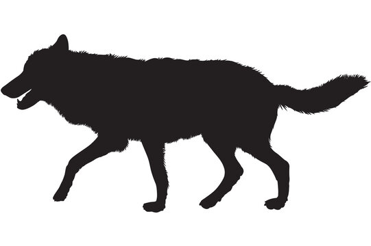 Black wolf silhouette on transparent background, wild gray wolf walking profile, isolated canine predator shape for nature and wildlife design