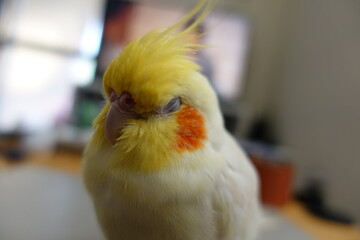 Cockatiel.