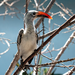 A stunning close-up of a hornbill bird with a vibrant orange beak and striking features perched elegantly on a branch amidst a blurred blue background creating a lively ambiance.