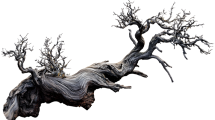 A tree branch is shown in black and white. The branch is long and thin, with no leaves or other visible details. The image has a minimalist feel, with the focus on the branch itself