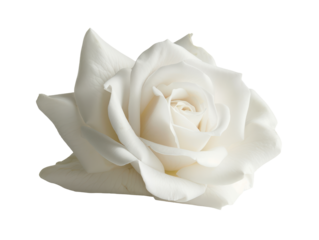 Isolated Delicate White Rose Blossom with Soft Petals
