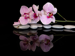  Orchid. Reflection in a black mirror.