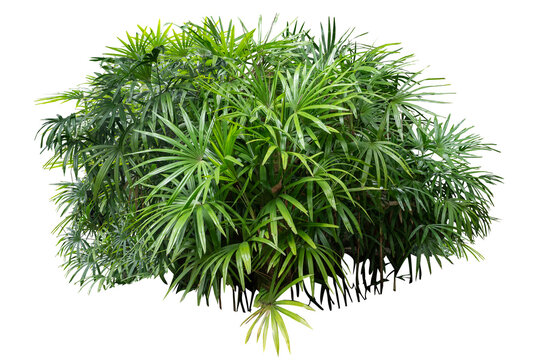 Bamboo palm or lady palm (Rhapis excelsa) is used for gardening or planted as an ornamental plant in buildings. It is the main plant in gardening, isolated on a white background with a clipping path.