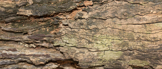 Weathered Rotten Wood with Rough Layered Bark Texture
