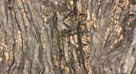 Weathered Rotten Wood with Rough Layered Bark Texture