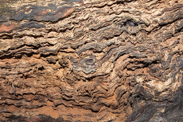 Weathered Rotten Wood with Rough Layered Bark Texture