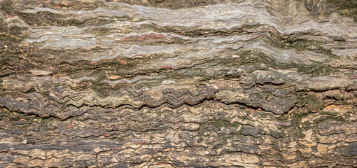 Old Weathered Wood with Cracks and Rough Texture