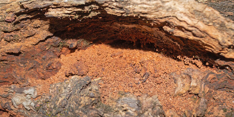 Decayed Rotten Wood with Powdery Interior and Cracked Bark Texture