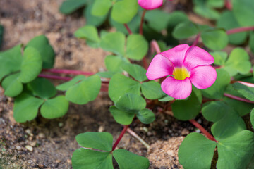 Oxalis purpurea in full bloom with purple-red petals.