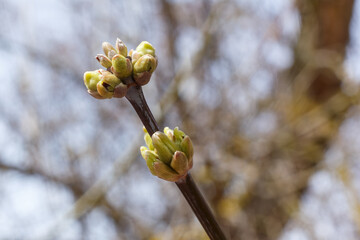 A branch of a tree with fresh buds that begin to open