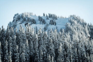 A beautiful snow-capped peak towering above a dense forest of evergreen trees, showcasing the...