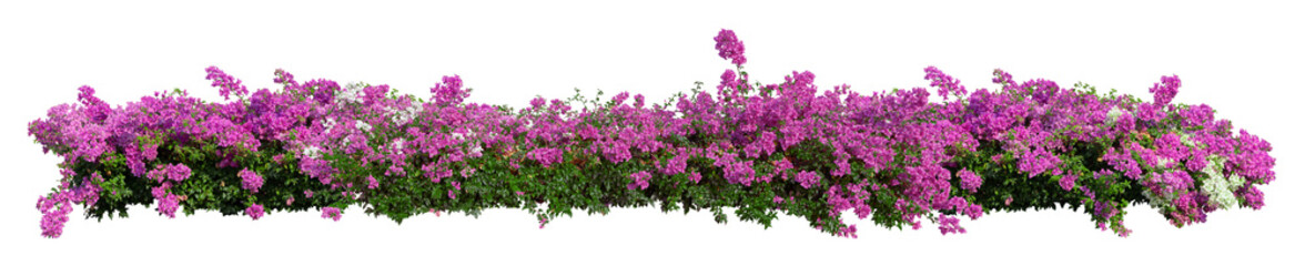 Tropical plant pink flower bush tree isolated on white background with clipping path.	

