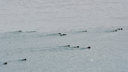 A delightful scene of otters swimming together in calm waters, showcasing their playful nature and vibrant life in a serene aquatic environment.
