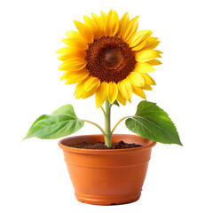 Obraz premium Sunflower in pot isolated on transparent background 