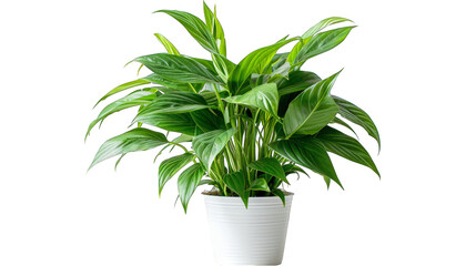 Lush Green Spathiphyllum Plant in a White Pot
