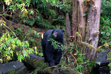 A striking image captures a black bear standing amidst greenery, showcasing wildlife in its habitat and evoking feelings of wilderness and natural beauty.
