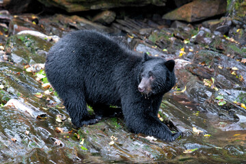 A black bear navigates through a rocky area, showcasing its strength and adaptability in the wild,...