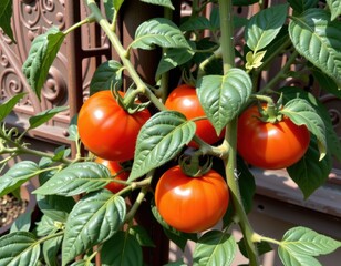 Red ripe tomatoes growing on a vine in a warm garden setting during summer