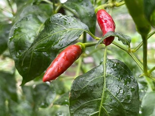 red chili pepper