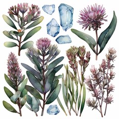 Big set with buds, flowers, twigs and leaves of ice plant in watercolor illustration. This set is well suited for your various projects: creating cards, invitations, wedding design and many others