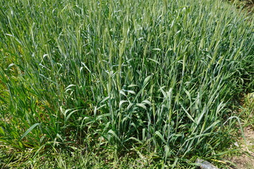 The wheat grain plants in the agricultural field are full of seed heads on its