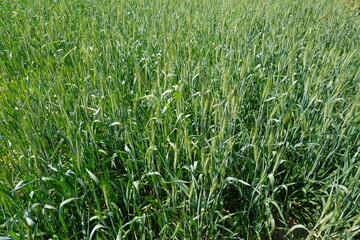 The field of wheat grains