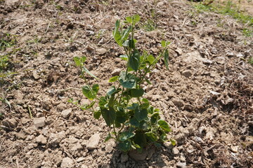 The tiny yardlong plant on the vegetable bed in close up