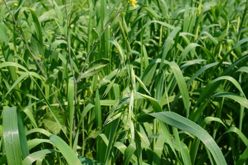Oat plants, likely Avena strigosa are cultivated in the agricultural field