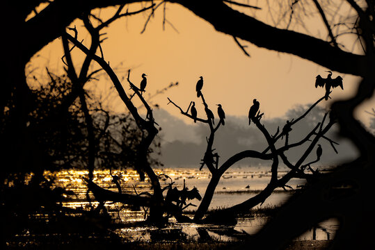 Birds silhouette on a tree in the sunset