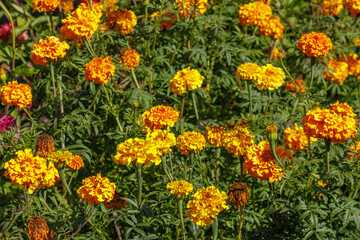 Fototapeta premium A vibrant field of orange Tagetes marigold flowers in full bloom, illuminated by sunlight.