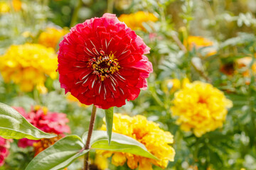 Pink Zinnia Flower in a Colorful Garden