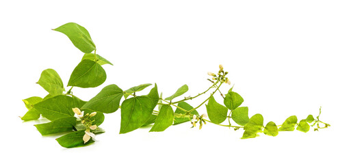 Beanstalk with flowers and leaves.