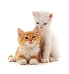 Obraz premium Two small kittens.