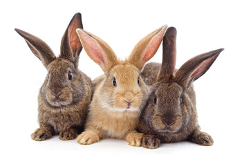 Three little rabbits.